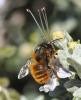 Osmia tricornis